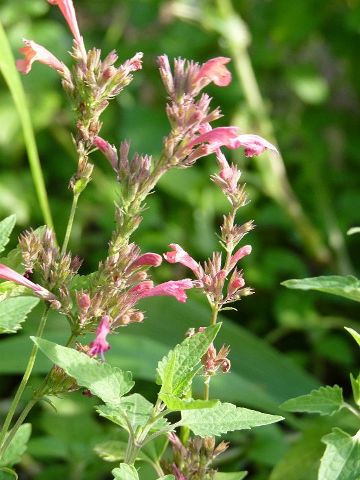 Agastache x 'Rasberry Summer' fleur